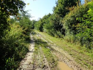 ul. Walgierza Wdałego