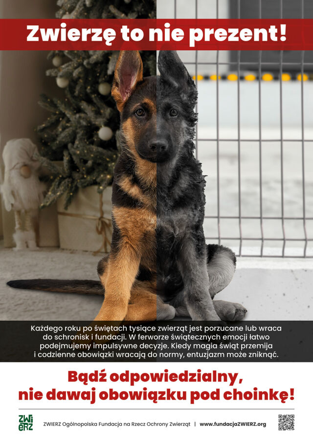 Zwierzę to nie prezent