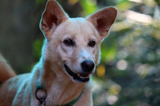 Apel do właścicieli psów i kotów przed nocą sylwestrową