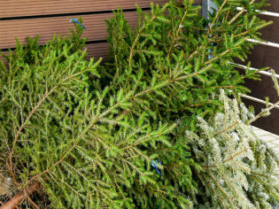 Daj choince drugie życie po świętach