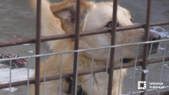 „Akcja Mrozy” w Krakowie – mieszkańcy pomagają czworonogom