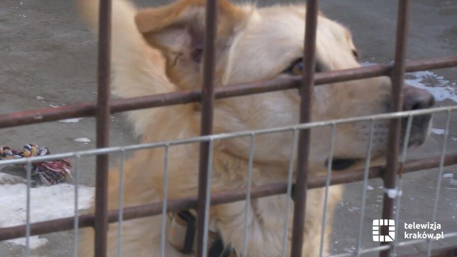„Akcja Mrozy” w Krakowie – mieszkańcy pomagają czworonogom