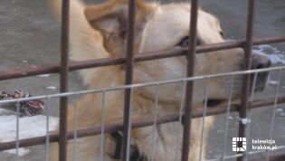 „Akcja Mrozy” w Krakowie – mieszkańcy pomagają czworonogom