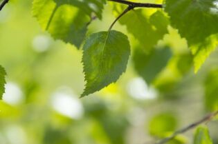Grafika przedstawia zielony liśc na tle promieni słonecznych.