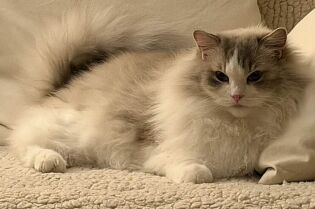 17 lutego – Światowy Dzień Kota