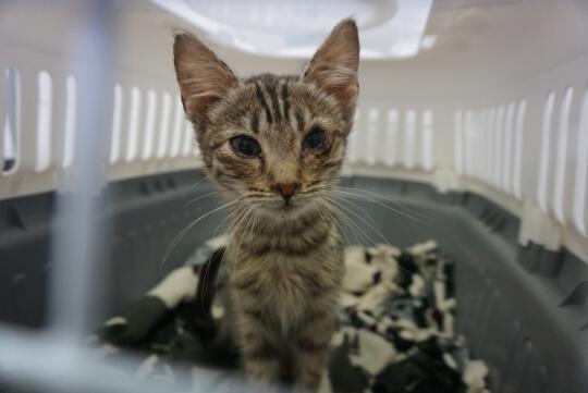 Schronisko, KTOZ, adopcja, kot