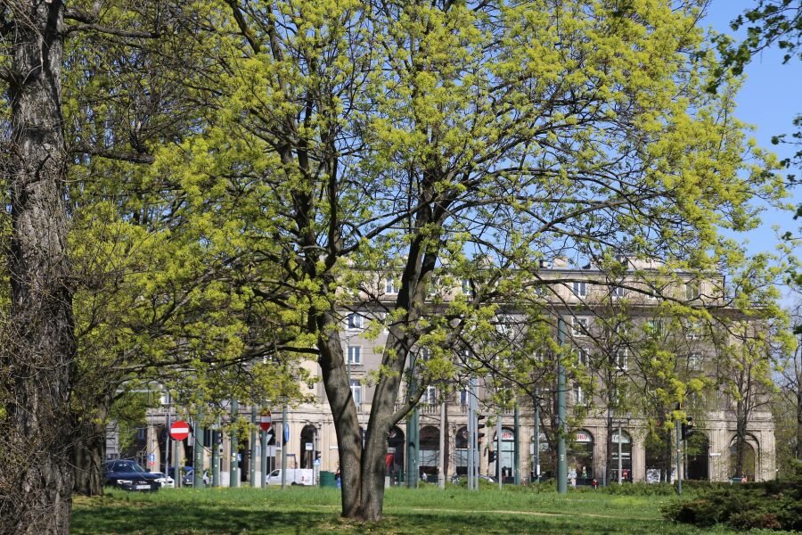 nowa huta kwiecień rewitalizacja plac centralny