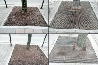 Prace pielęgnacyjne przy „okienkach”, w których rosną drzewa