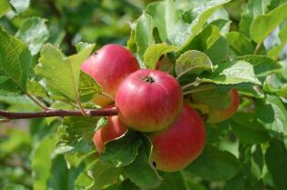 Grafika przedstawia czerwone jabłko na drzewie.