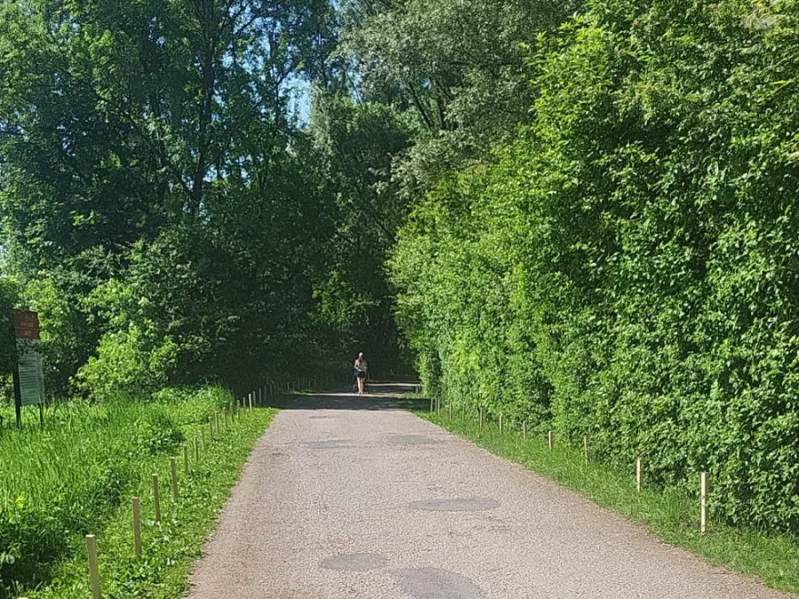Ścieżka w lesie z biegaczem w oddali, otoczona gęstą roślinnością.