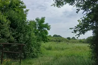 Zielony krajobraz z drzewami i łąką pod pochmurnym niebem.