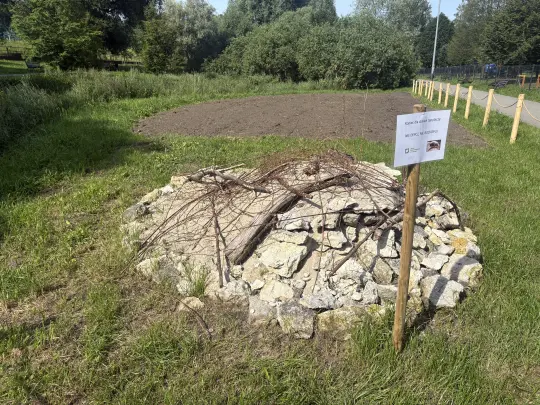 Kopczyki dla dzikich pszczół w Krakowie – pilotażowy projekt studentów