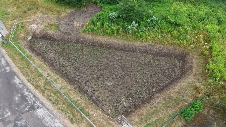 Pole uprawne z młodymi roślinami otoczone zielenią i drogą.