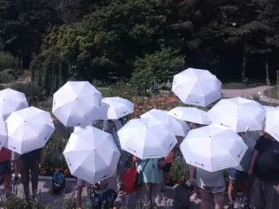 Biały parasol