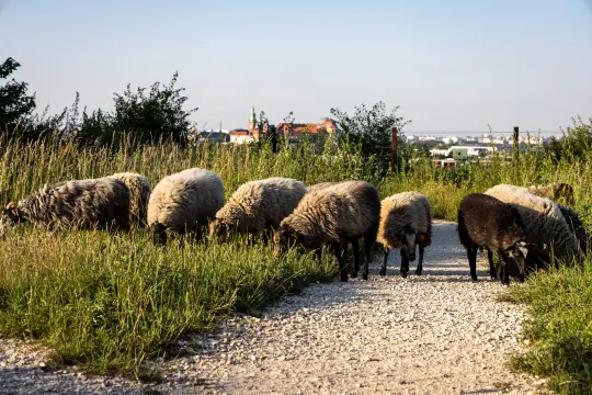 „Zielone kosiarki” na Zakrzówku – zapisz się na warsztaty