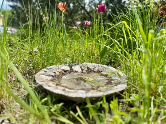 Poidełka dla ptaków w krakowskich parkach