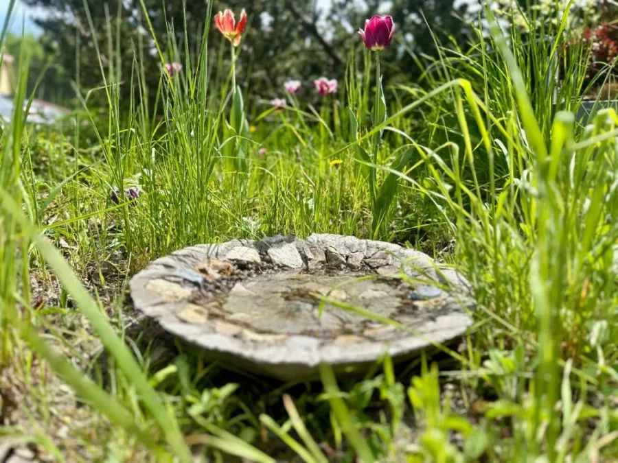 Kamienna miska z wodą otoczona trawą i kwiatami w ogrodzie.