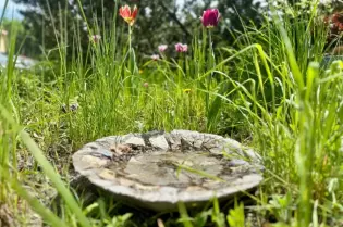 Kamienna miska z wodą otoczona trawą i kwiatami w ogrodzie.