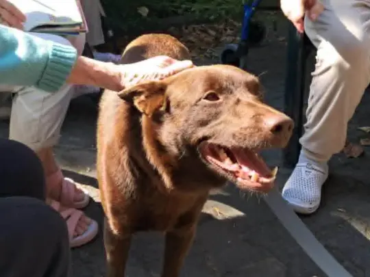 Dogoterapia i nie tylko w ogrodzie DPS Helclów.