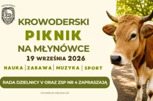 Krowa na tle plakatu zapraszającego na piknik w Krowodrzy.