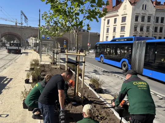 Więcej zieleni przy Hali Targowej. Nowe drzewa i krzewy na przystanku