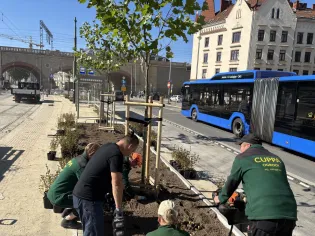 Grupa osób sadzi drzewa i krzewy przy ulicy, obok przejeżdżającego autobusu.