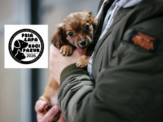 Mały piesek trzymany w ramionach, z logo akcji adopcyjnej obok.