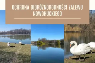 Ochrona bioróżnorodności Zalewu Nowohuckiego, widok na wodę i łabędzie.
